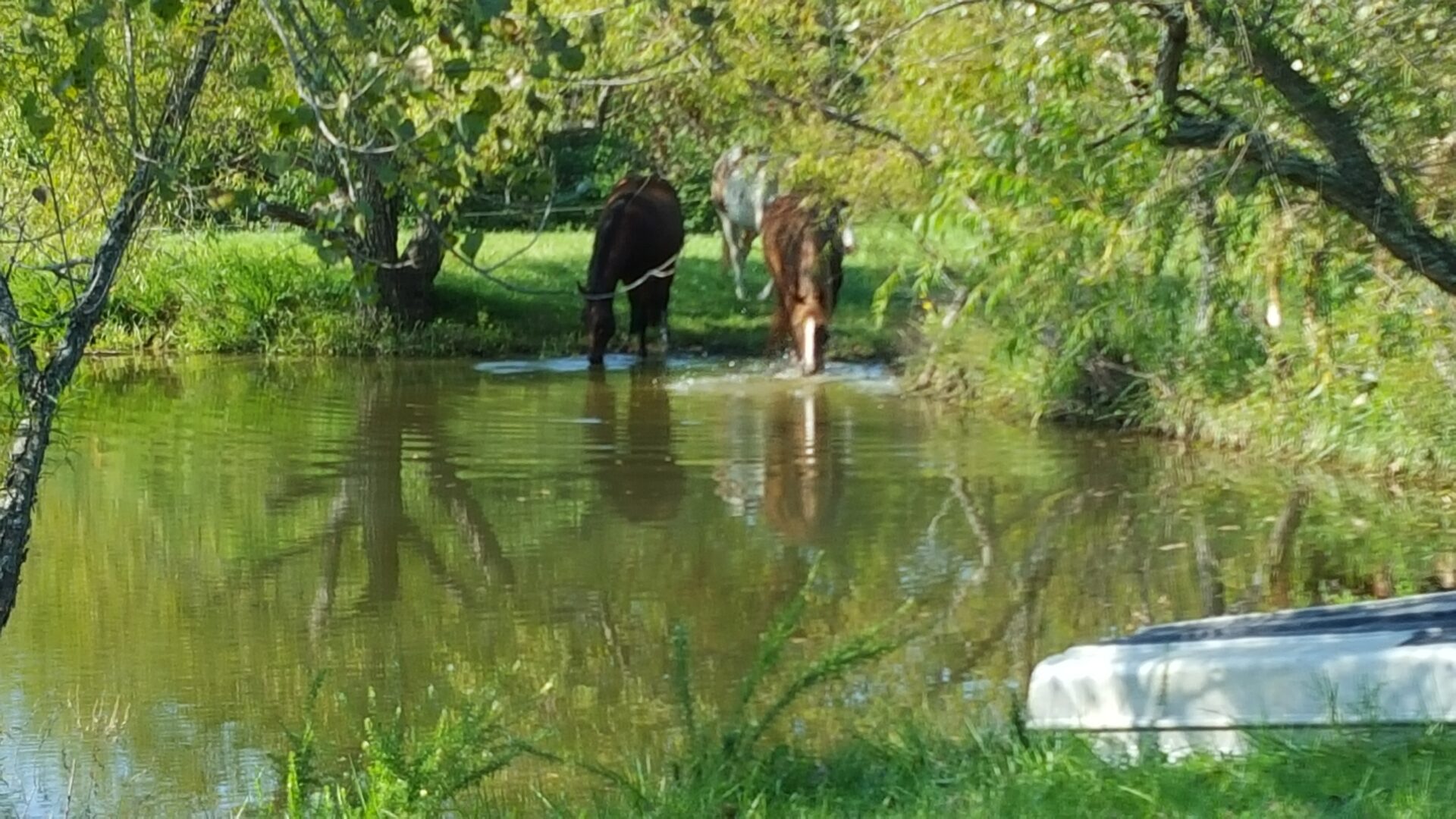 Horses by the pond